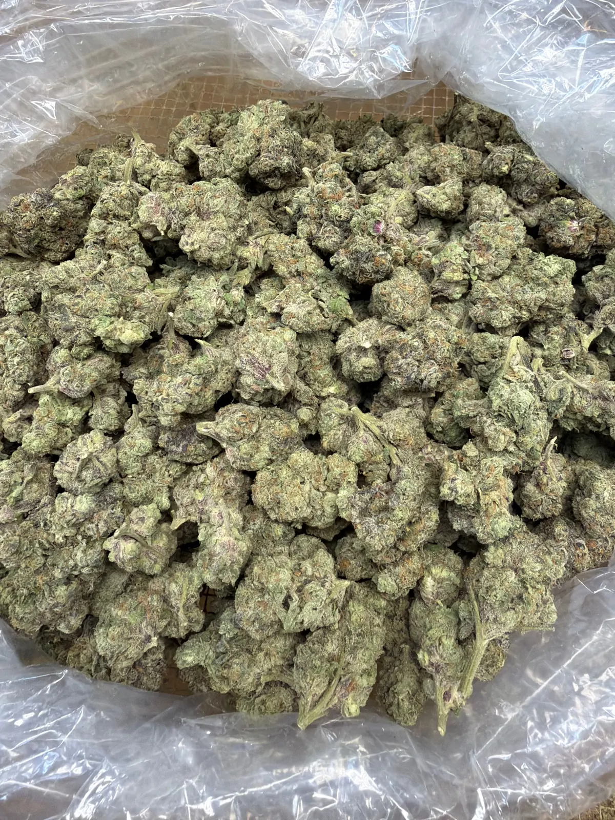 Jet Fuel Gelato Flower